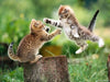 Canvas-31/10/2013-17:36:17